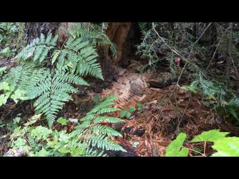 Woodpeckers love dead trees