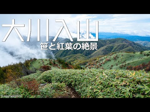 【登山】大川入山　草原に現れる赤い羊の群れ