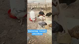 Raising pure local chicken!#chickenbusiness #minivlog #poultry #shorts #birds