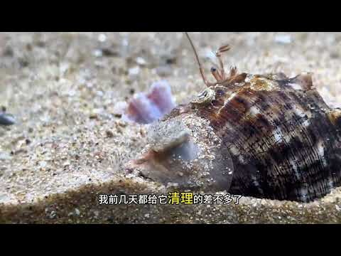 百蟹缸2.0第75天 海里的光剑鱼缸里的大自然 水族 养鱼日记 神奇动物在抖音 鱼缸