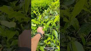 Tea manufacturing process in factory #munnar #teafactory #kerala #travel