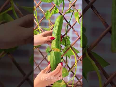 Lovely gardening tips and tricks for vibrant plant lovers ☘