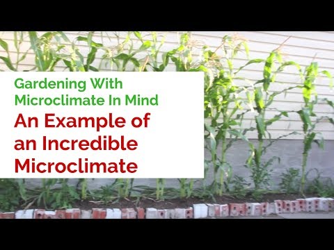 Gardening With Microclimate In Mind  - An Example of an Incredible Microclimate