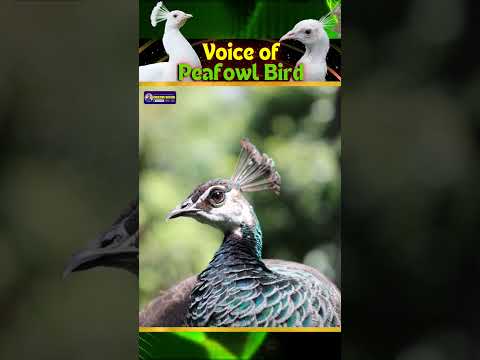 White Peafowl Bird Sound | Vibrant Feathers to Ecosystem Guardians | Creative Nature #shorts