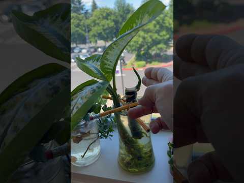 How to Propagate a Dieffenbachia (Dumb Cane) Part 3 #shorts