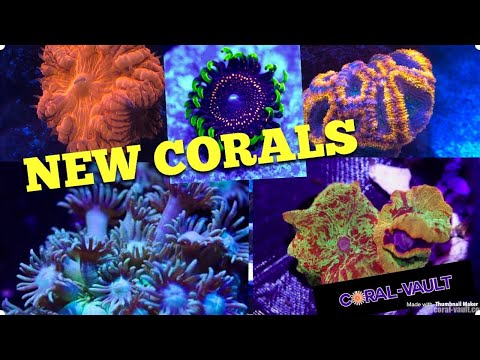 New corals for WaterBox 180