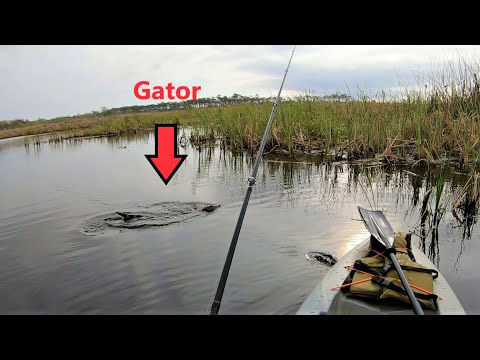 Kayak bass fishing with gators! Lifetime Teton 100 Angler