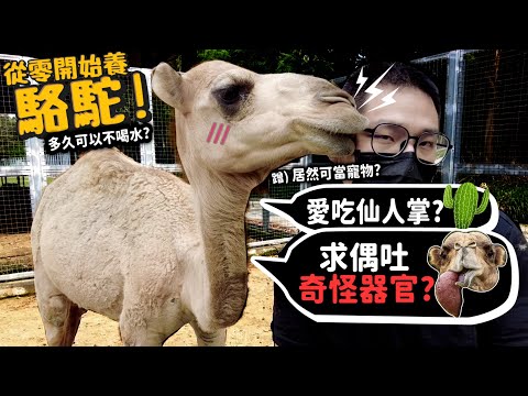 【從零開始養】駱駝!愛吃仙人掌??單峰雙峰駱駝差別?多久不喝水??台灣也可當作寵物?飼養的嚴苛條件?求偶會吐粉紅色肉塊?吐口水攻擊人?【許伯簡芝】camel