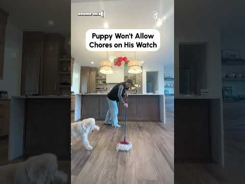 Dog Plays Excitedly with Woman's Mop