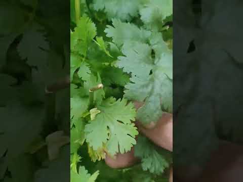 Coriander(dhania)in my terrace#shorts