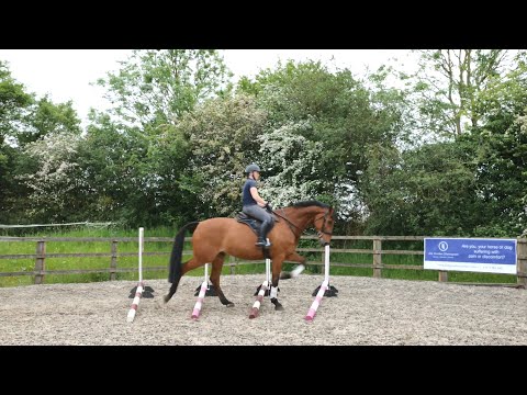 Horse Exercises | Fan of Poles Ridden - Walk