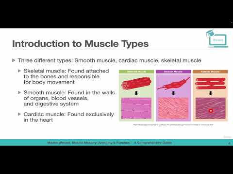 Introduction to Muscle Types