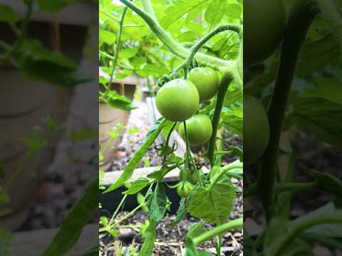 Trailing tomato help to keep off the ground and prevent rot and diseases