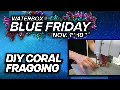 DIY Home Coral Fragging: Easy Guide for Beginners!