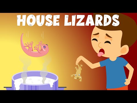 What if a lizard falls in your food? | Lizard is Poisonous? | House Lizards or House Geckos