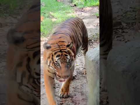 National Zoo of Malaysia 【Vlog】   马来西亚【国家动物园】#shorts