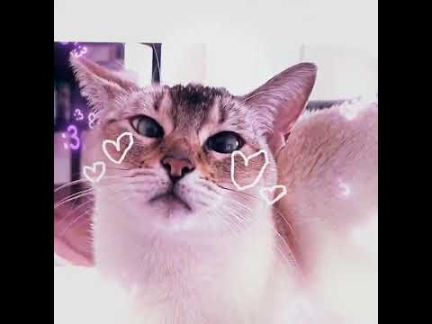 an edit of my cat to poppy