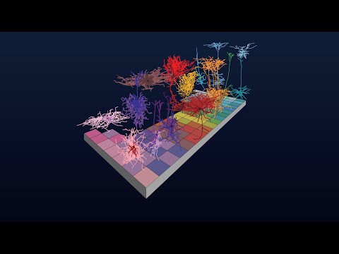 Cell Type Taxonomies A to Z  Cross Species Cell Types