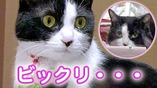 鏡に映った猫姉さん｢ハッチ｣〜爆笑 ビックリ?..猫が見てるﾖww　- Cat studied her reflection in the mirror. おもしろ笑える猫動画