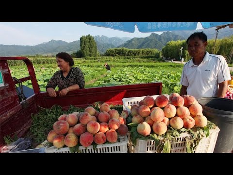 西安清水头村：赏荷花买鲜桃，游客挤满田埂，秦岭山村乡村游火爆