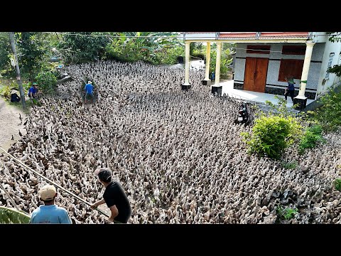 Ducklings from 32 days old to 65 days old.Animals Plants #animals #animalsplants #plants #shorts