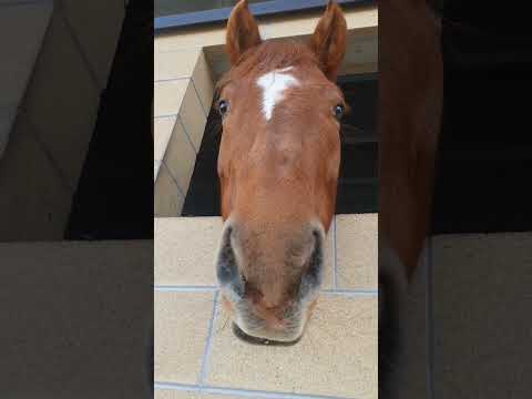 🐴🎵 Horse Eating Sound #horsesounds #horse #horses #animals #pets #horselovers #petlover #animallover