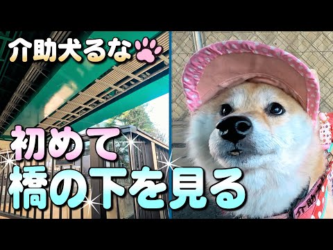 【柴犬介助犬】初めて橋を下から眺める［柴犬介助犬るな］