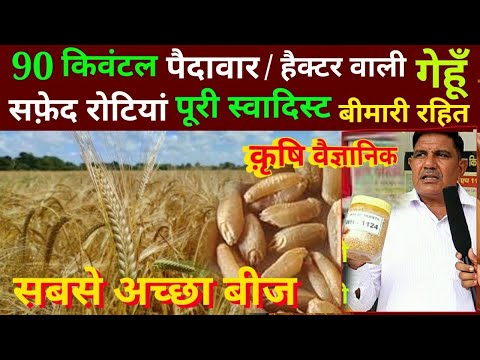 पछेती गेहूं सबसे अच्छे बीज // gehun ka sabse achhi pachheti kism // Top Verity of  late Verity wheat