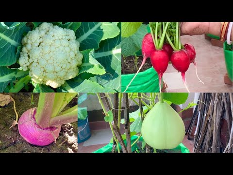 Best Vegetable Seeds To Grow In The Month Of October // October Vegetables