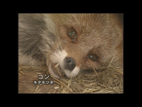 「キタキツネ一家物語」 ムツゴロウとゆかいな仲間たち