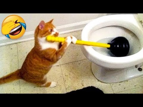 New Funniest Dogs and Cats Videos😀 - Funny Animal Videos 2023😂#5