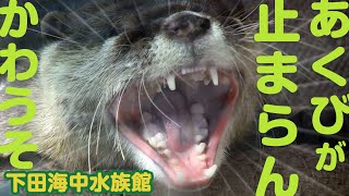 あくびが止まらんかわうそ【下田海中水族館】An otter that doesn't stop yawning