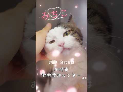 【譲渡動物紹介】みちこ02 #shorts #cat #保護猫 #川崎市