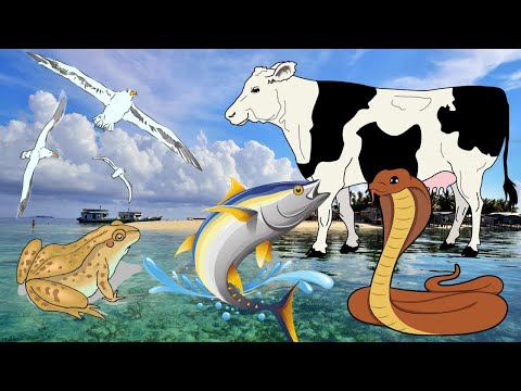 Vertebrate Animals in the World - mammals amphibians reptiles pisces aves - Animal Sounds