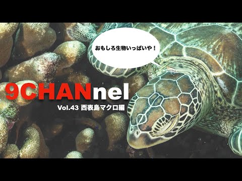 9CHANnel #043 夏本番の西表島！ ミスターサカナ タタミ一畳 マクロダイブ編【スキューバダイビング番組】