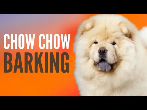 Chow Chow Barking Sound Effect. The Original Chow Chow Dog Barking