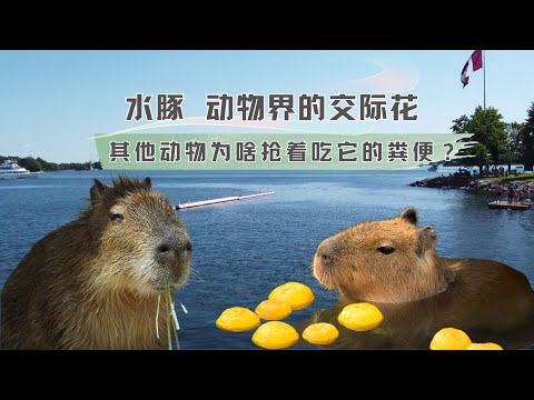 Why is capybara the "social flower" of the animal kingdom? Other animals actually eat its feces！