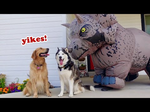 My Dogs React to Giant Dinosaur!