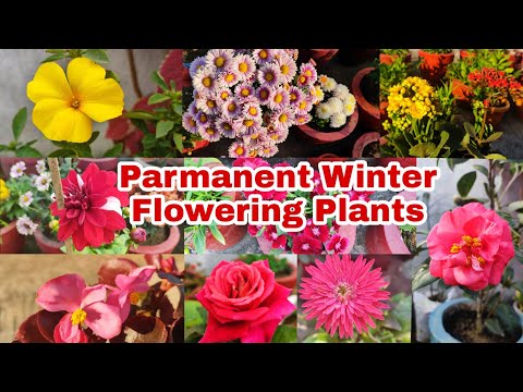 Parmanent Winter Flowering Plants//सर्दियों के इन फूलों को एकबार लगाएंगे तो हर साल खरीदना नही पड़ेगा