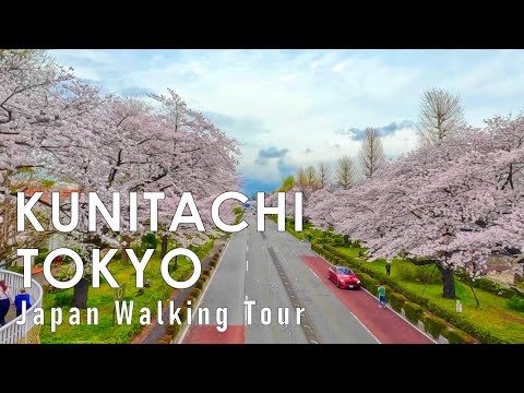 Walking along Kunitachi Cherry Blossom Trees in Tokyo 4K HDR 60fps