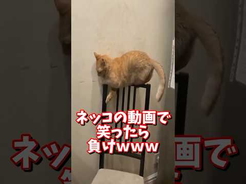 ネッコの動画で笑ったら負けｗｗｗ　#2ch #2ch動物スレ #2ch面白いスレ #動物 #犬 #猫 #癒やし #ねこ