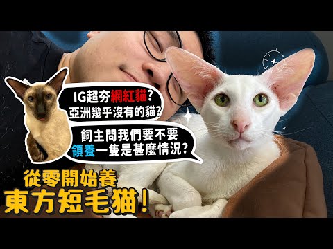 【從零開始養】東方短毛貓!亞洲幾乎沒有的貓?IG超夯歐美爆紅?飼主要我們領養?我們要有第三隻貓了?貓界模特兒?【許伯簡芝】