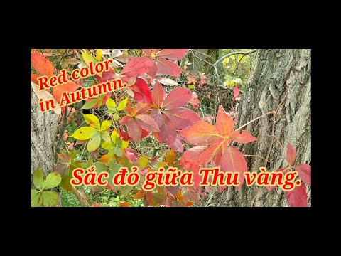 When the Autumn Wind Comes. - Khi gió Thu về. Cảnh sắc không thể nào quên.