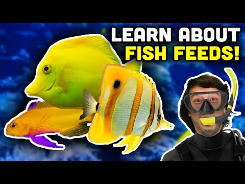 Feeding Your Saltwater Fish! What YOU Need to Know!