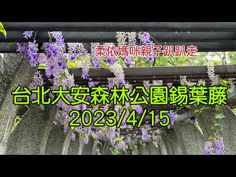 台北 大安森林公園錫葉藤 2023/4/15