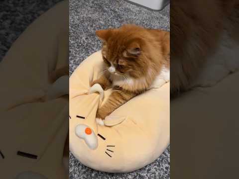 猫のゴロゴロ&ふみふみを楽しみたい方向け　#サイベリアン #猫  #猫のいる暮らし