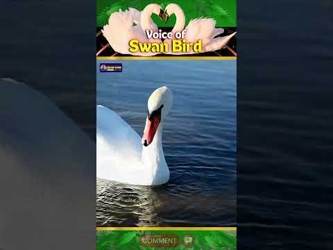 Voice of Swan Birds | Enchanting World & Nature’s Harmony | Creative Nature #shorts #birds