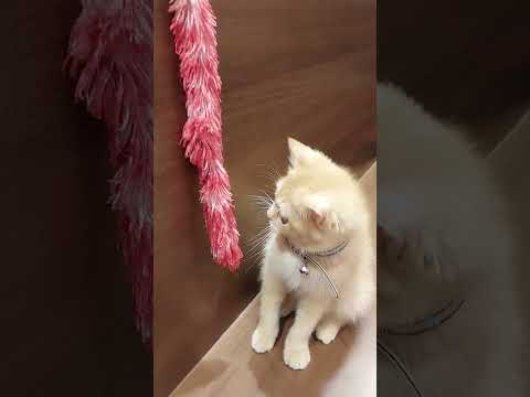 [貓樂無窮] BB貓 好可愛呀～好得意呀～ #cat #貓 #cafe #catlover