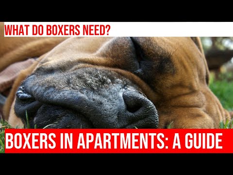 Boxers in Apartments: How to Care for Your Furry Friend