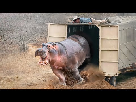 Watch These Animals Being Freed For The First Time !